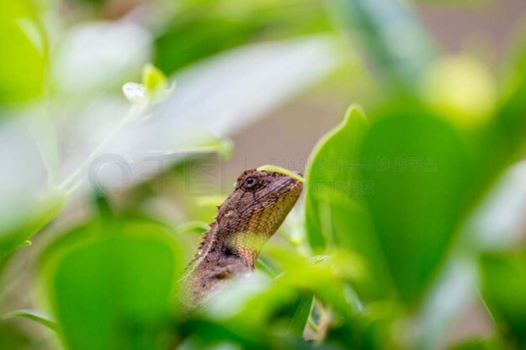 Ҷϵıɫ raining.zoom رա