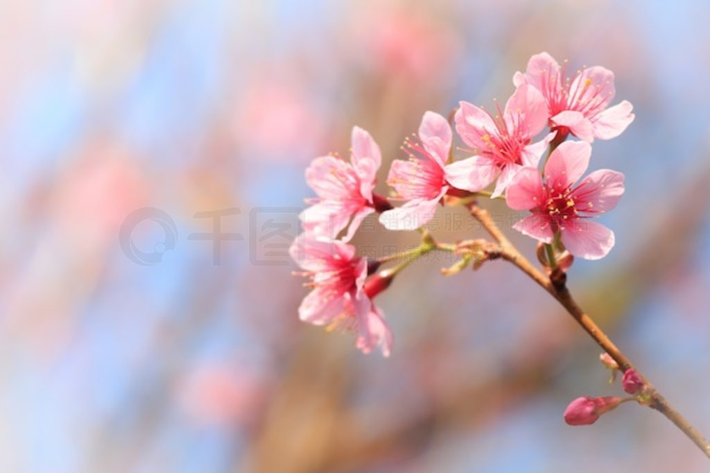 ̩踮 Phu Lom Lo ҰϲӣңPrunus cerasoides