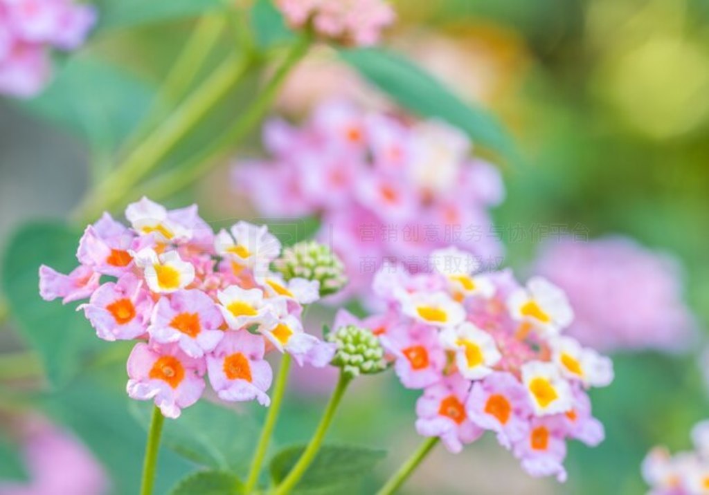 ߲ʻӧҰβݡ (Lantana camara L.)