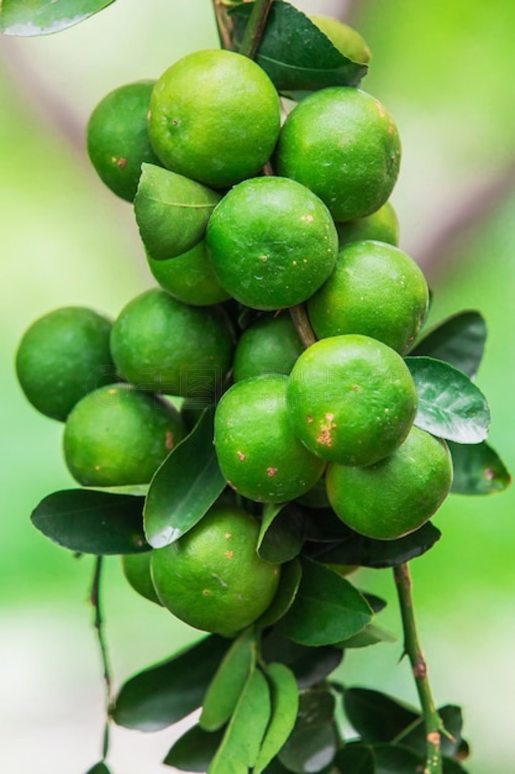 ͨȣCitrus aurantifolia (Christm.) Swingle