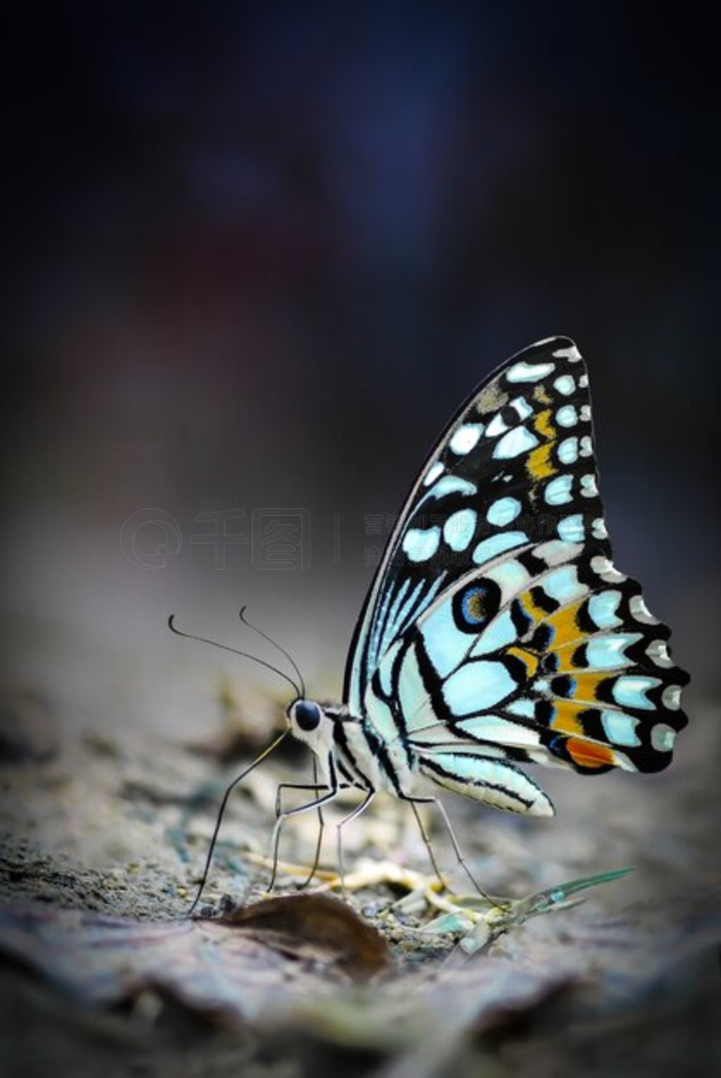 رյϵʯҺ (Papilio demoleus malayanus)