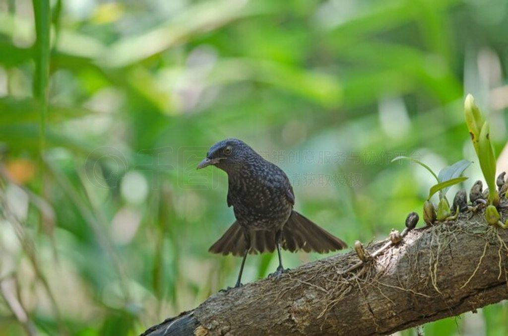  (Myophonus caeruleus) 