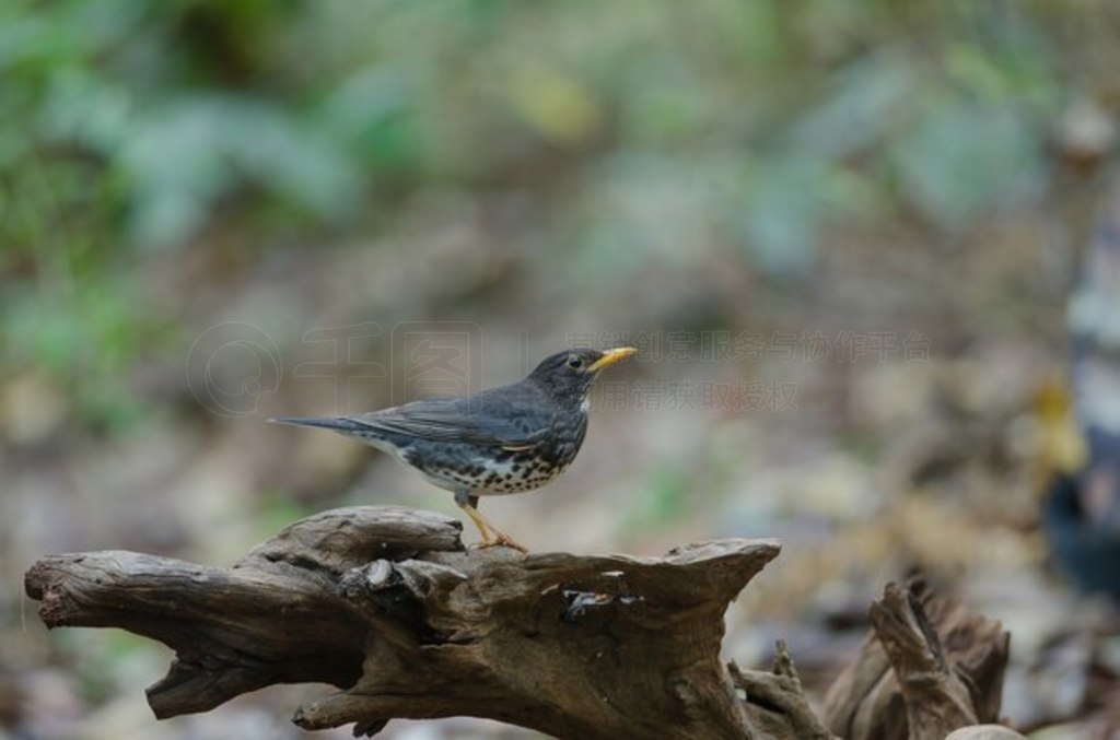 ձ (Turdus cardis) 