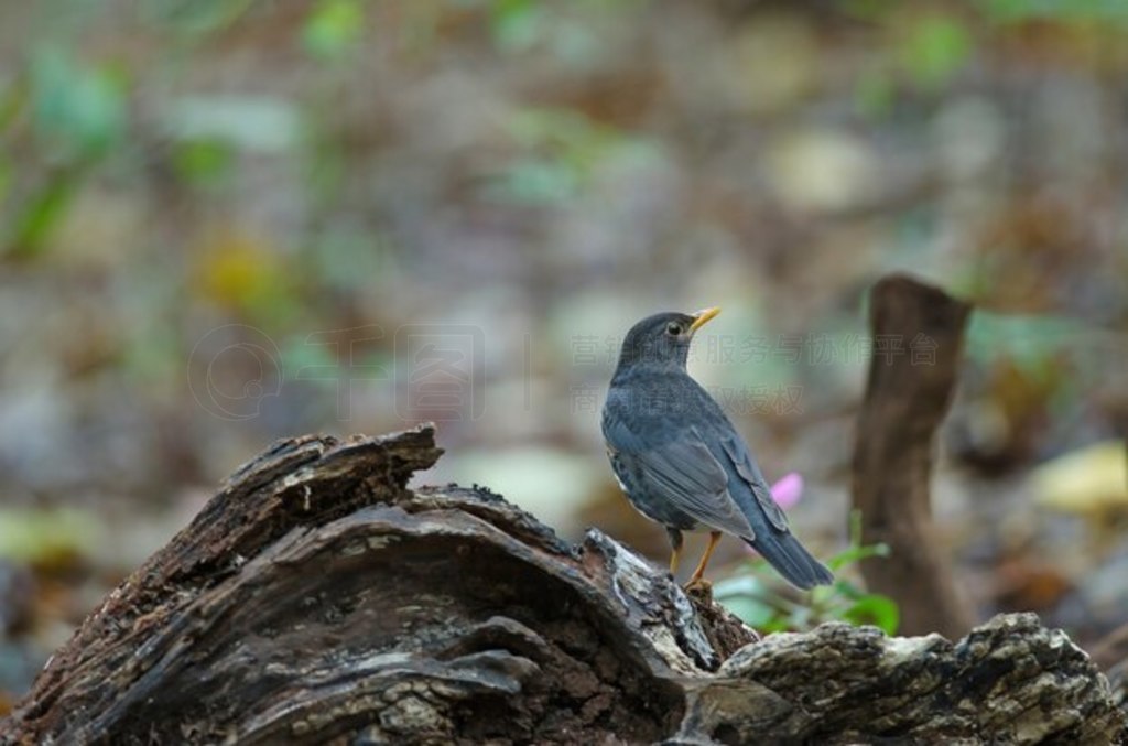 ձ (Turdus cardis) 