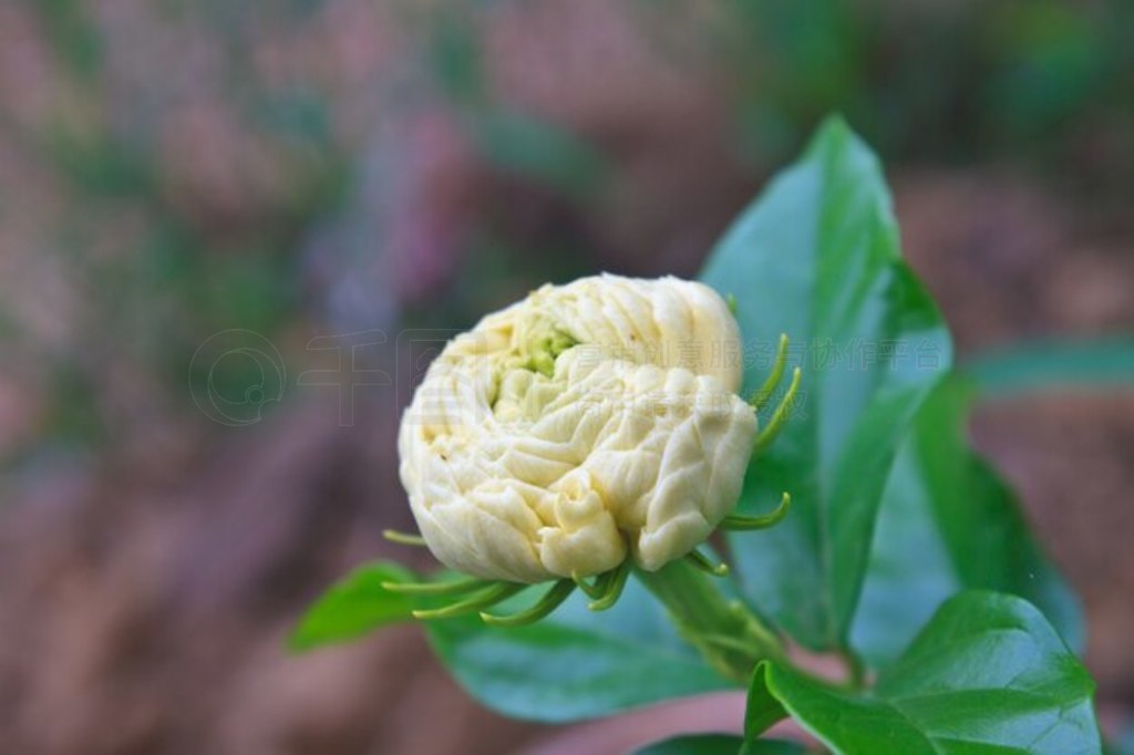 ϵİ (Jasminum sambac) 