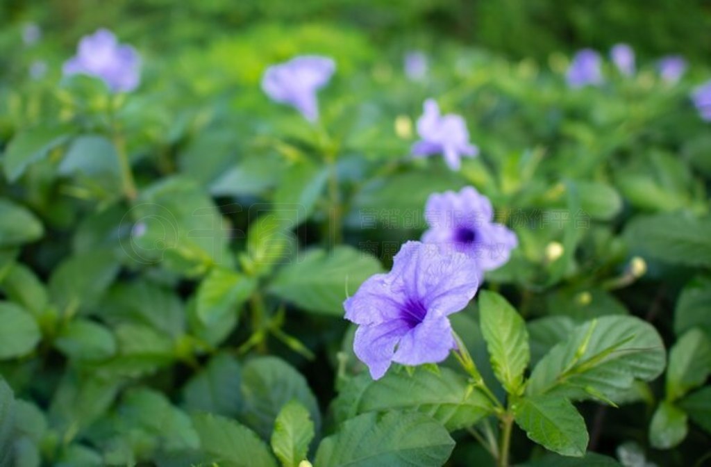 ɫ Ruellia tuberosa ʢ