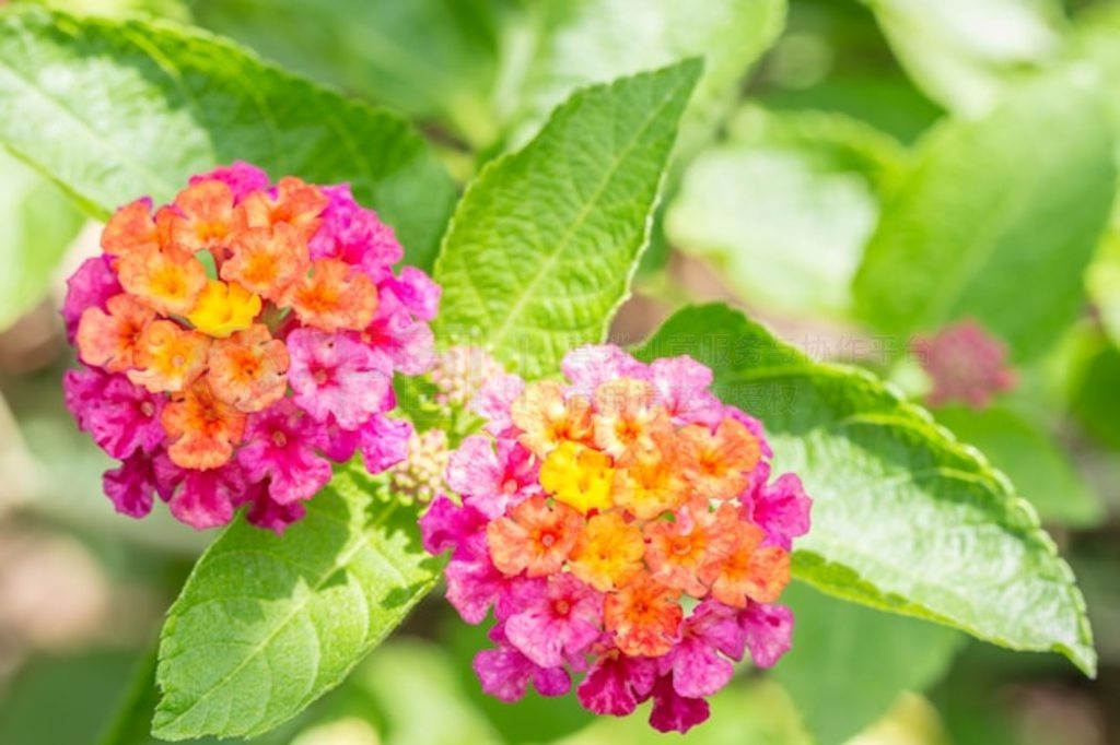 ߲ʻӧҰβݡ (Lantana camara L.)