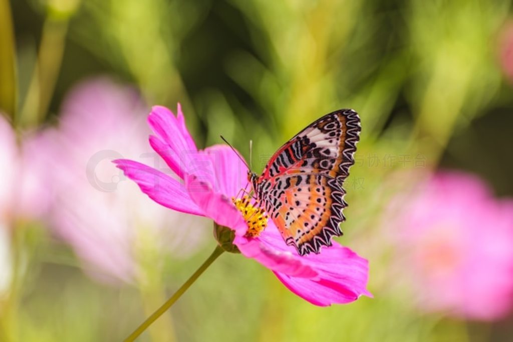 Ļ䲨˹պͨ (Danaus genutia)