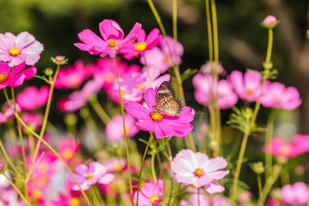 Ļ䲨˹պͨ (Danaus genutia)