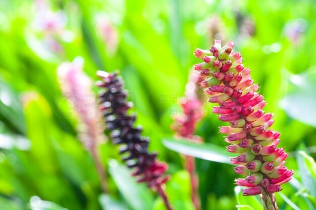 Aechmea gamosepala ֲ