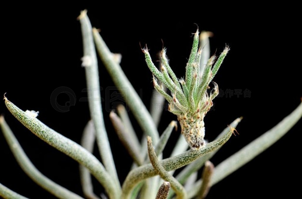 Asastrophytum caput-medusae  Digitostigma caput