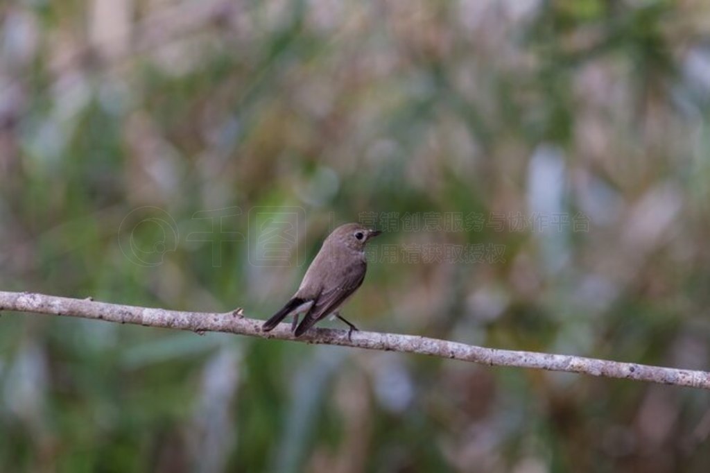 ֦ϵĺl (Ficedula albicilla)