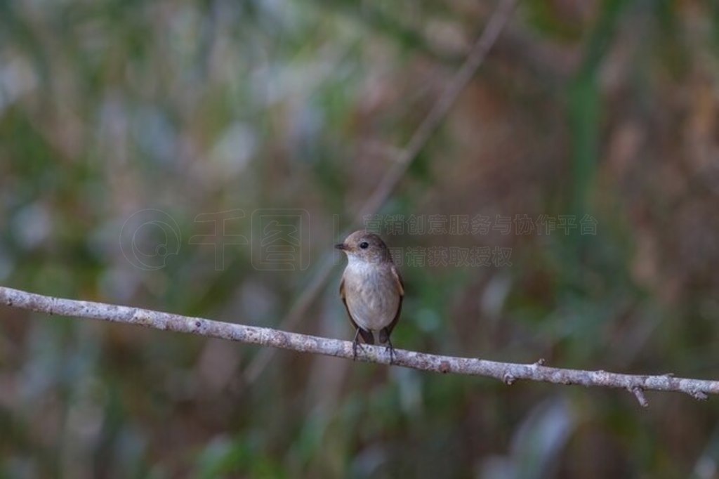 ֦ϵĺl (Ficedula albicilla)