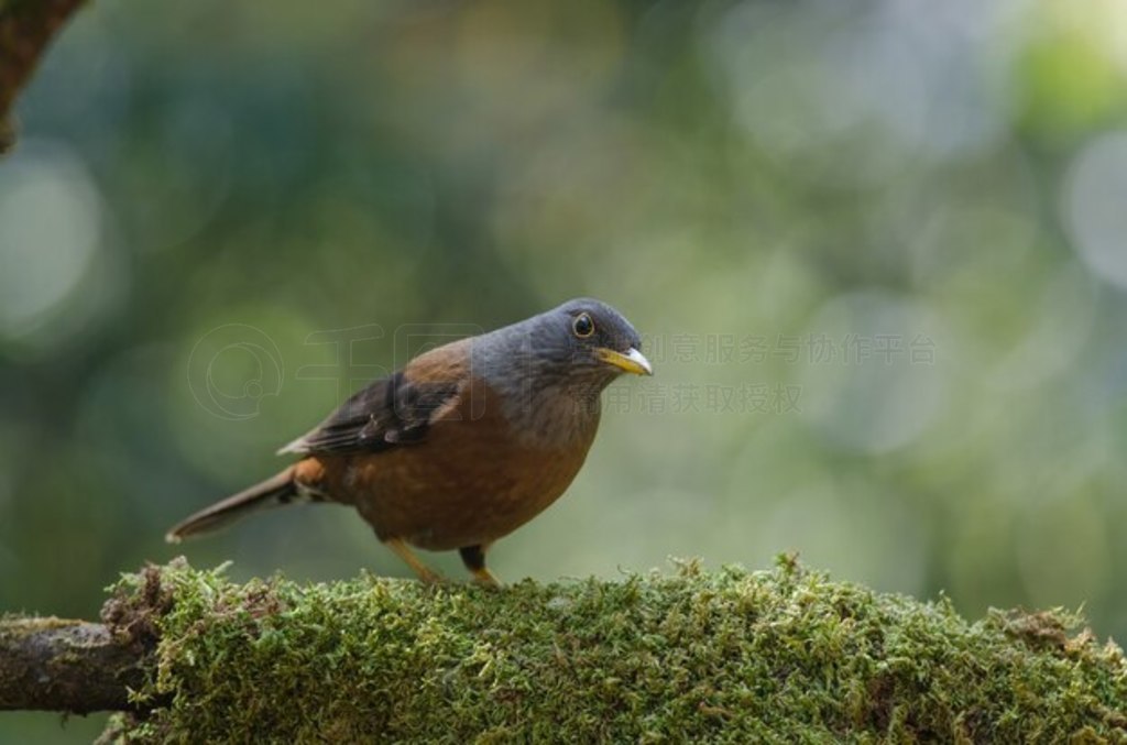  (Turdus rubrocanus) 