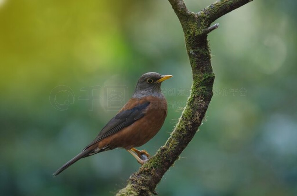 ̩Ȼе (Turdus rubrocanus) 