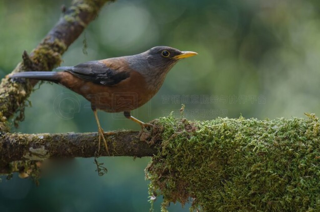  (Turdus rubrocanus) 