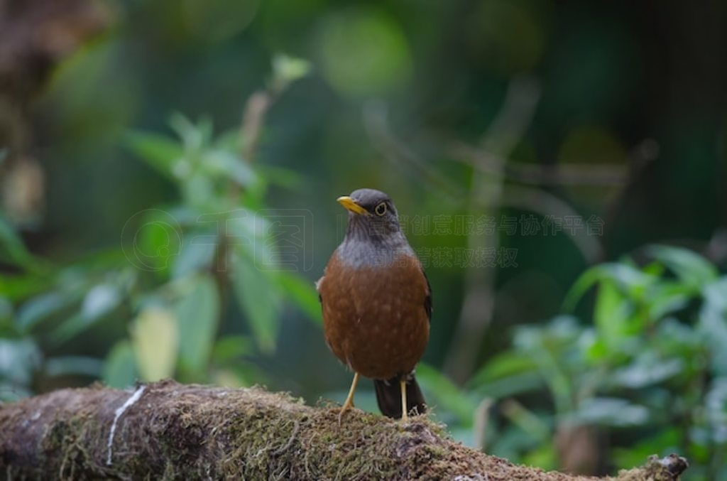 ̩Ȼе (Turdus rubrocanus) 