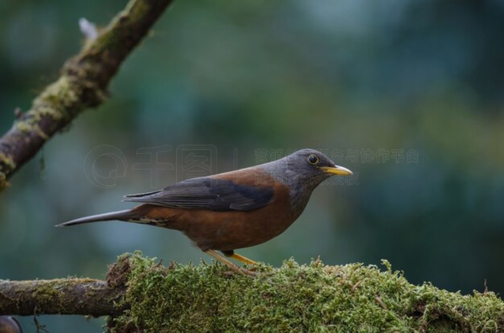  (Turdus rubrocanus) 