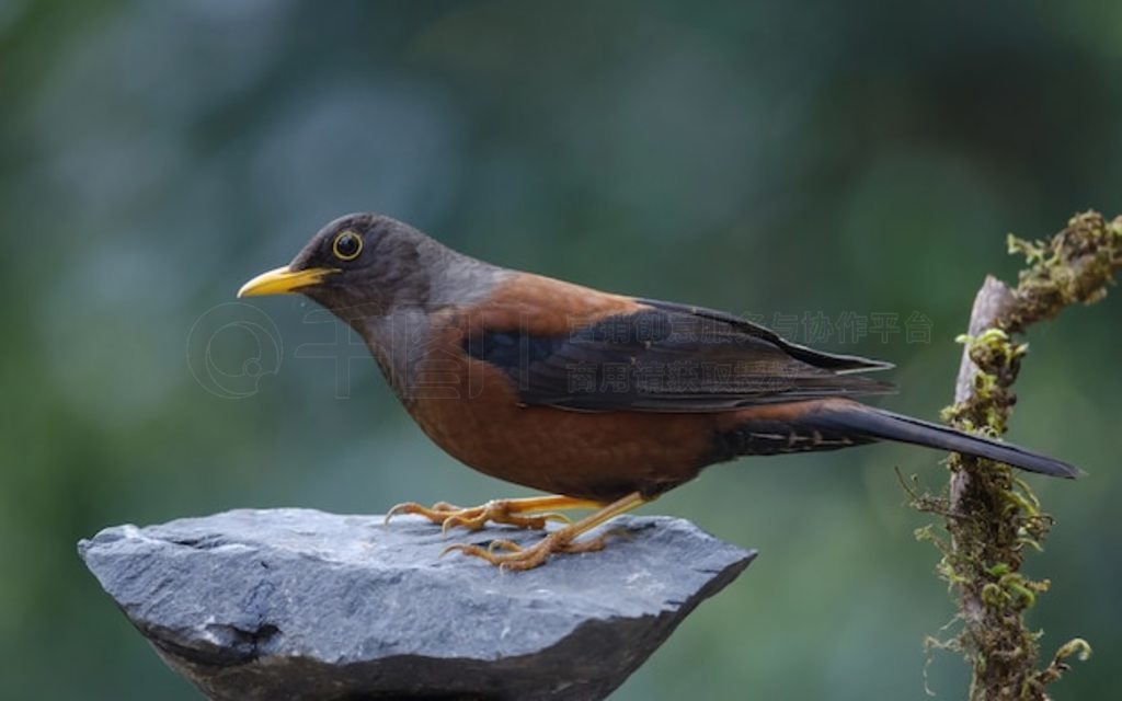  (Turdus rubrocanus) 