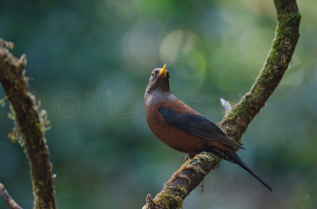  (Turdus rubrocanus) 