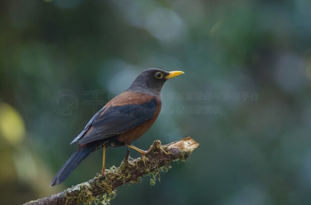  (Turdus rubrocanus) 