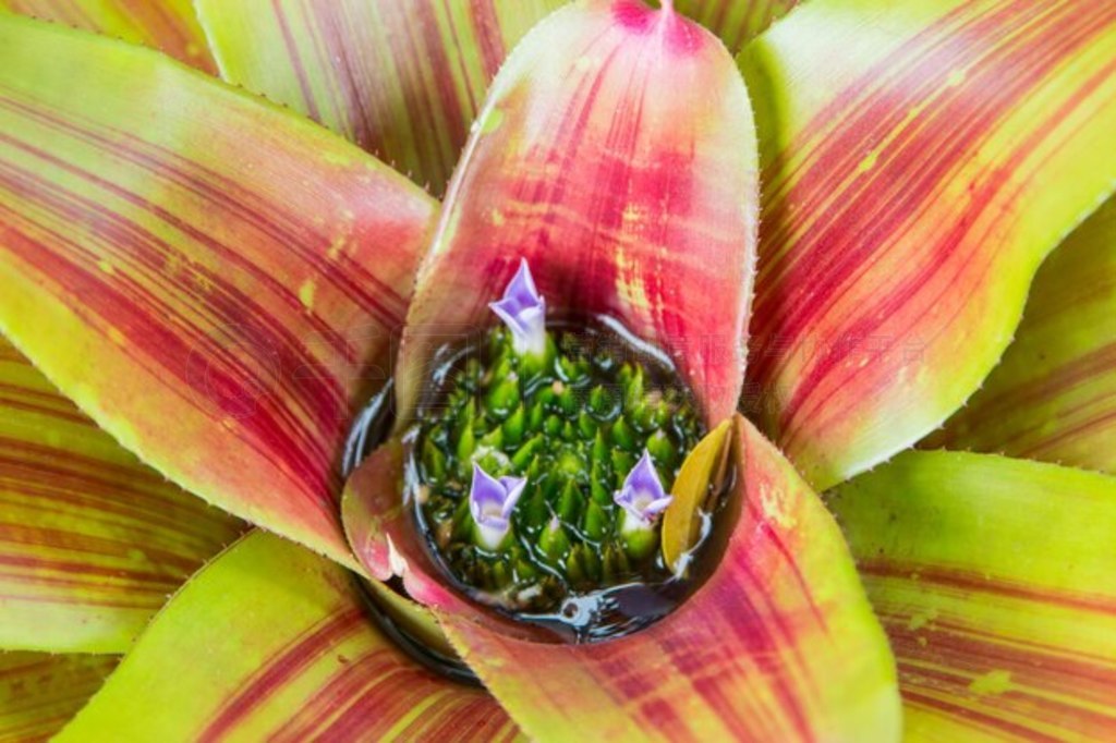 ȴֲ Aechmea fasciata