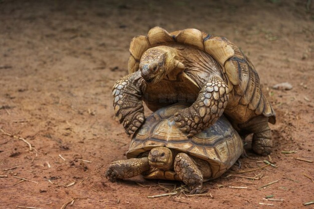 Ǵﲮ (Aldabrachelys gigantea) ڻ԰ｻ