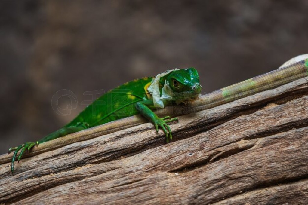 С˹ (Iguana delicatissima)