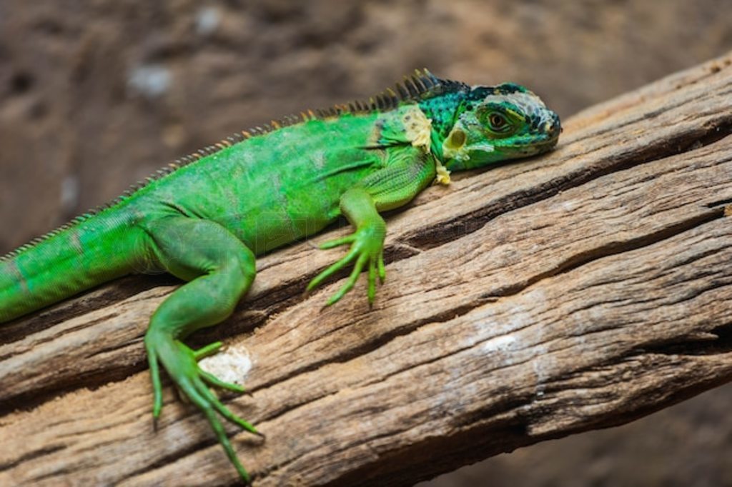 С˹ (Iguana delicatissima)