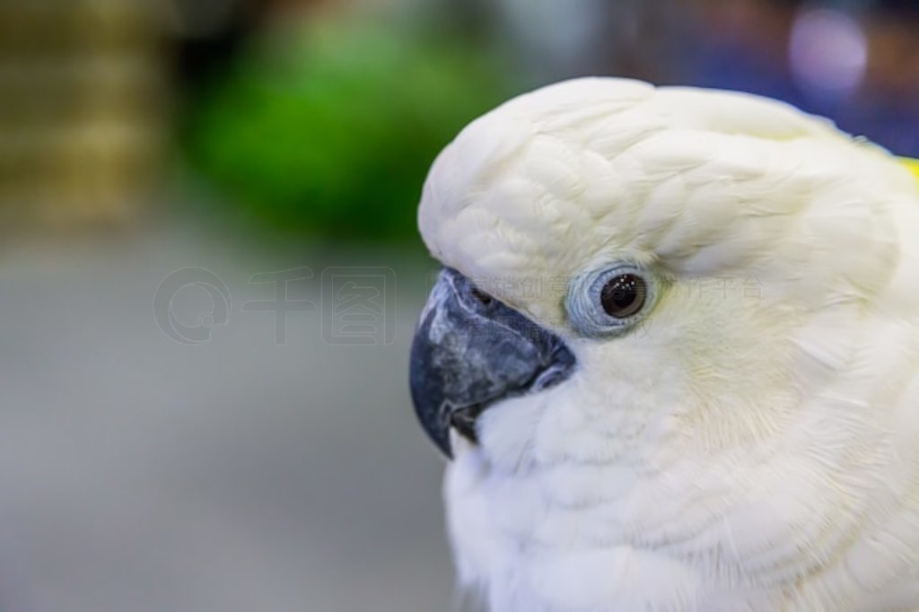 ƹڷͷ (Cacatua sulfurea) ۾Ȼ