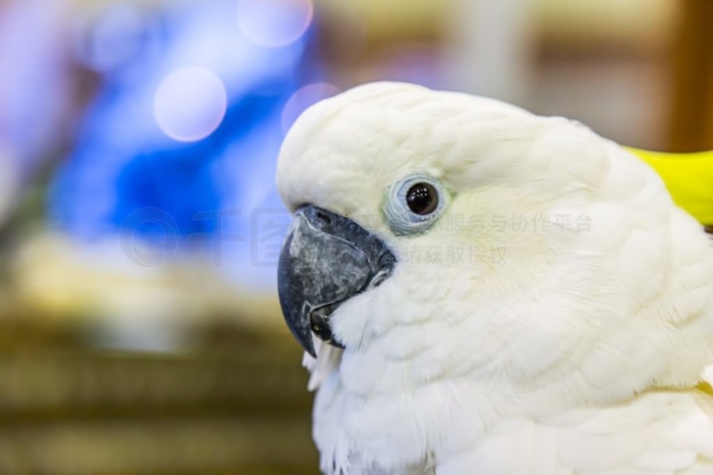 ԰ƹڷͷ (Cacatua sulfurea) ͷ