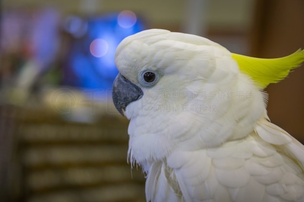 ԰ƹڷͷ (Cacatua sulfurea) ͷ