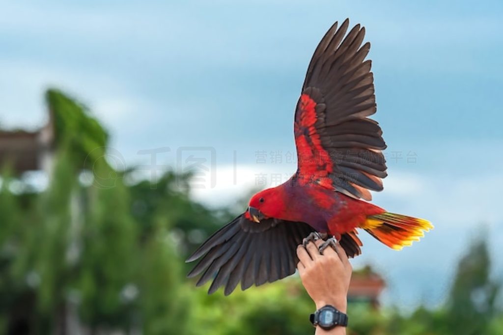 Eclectus roratus vosmaeri