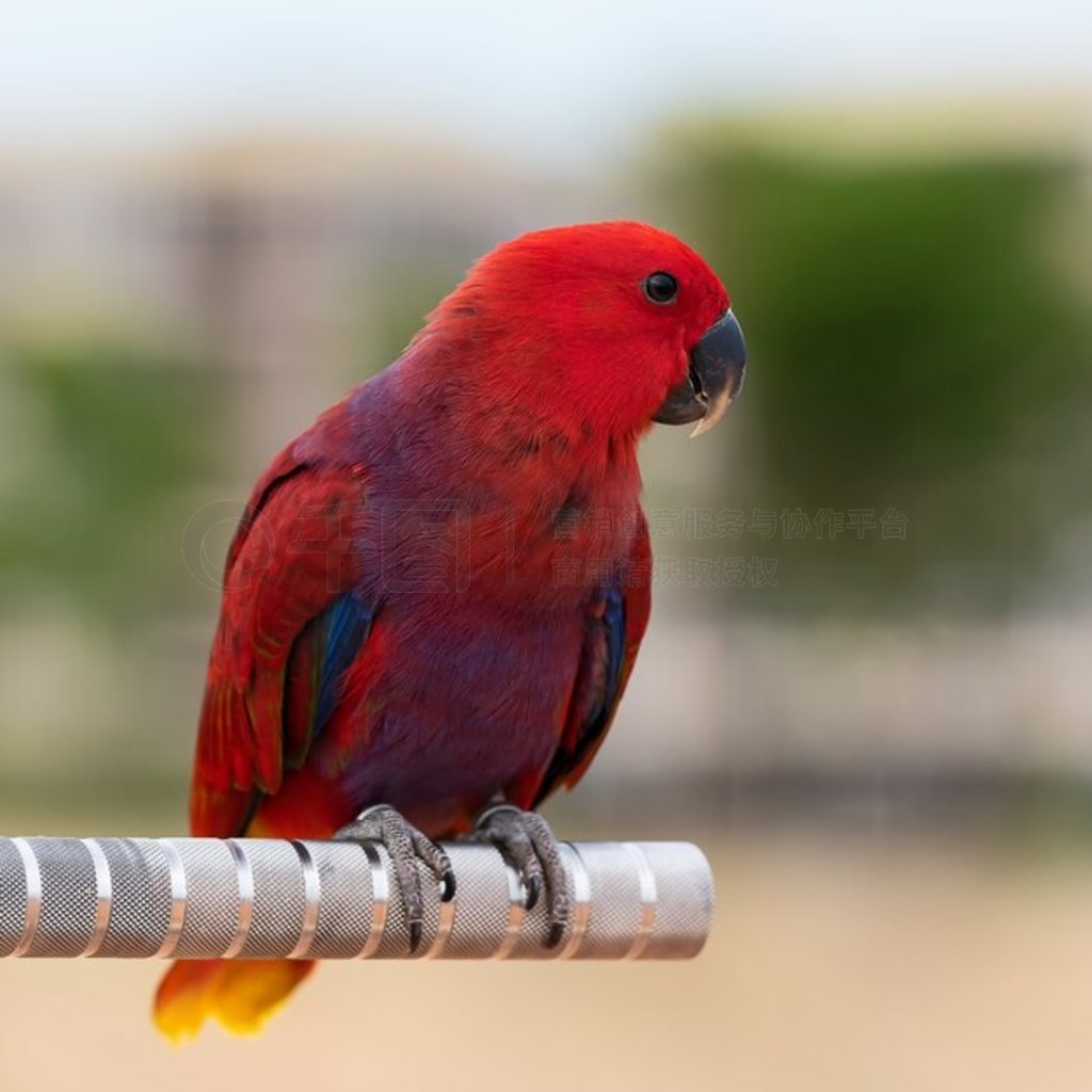 Eclectus roratus vosmaeri