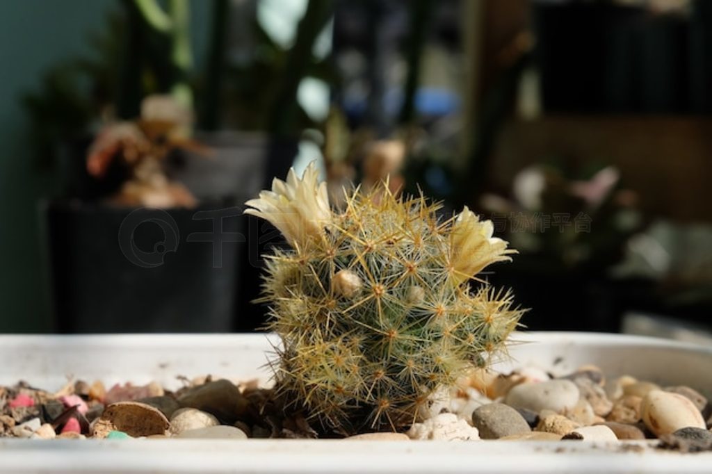 Mammillaria proliferaа׻ƣƿơ