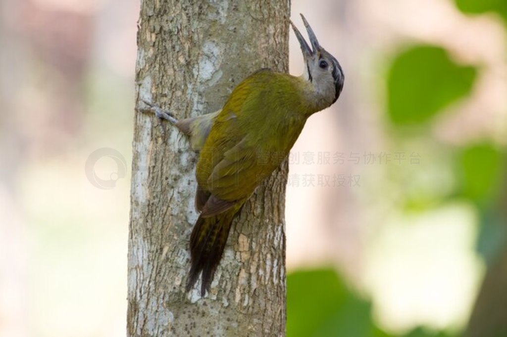 ϵĻͷľ (Picus canus)