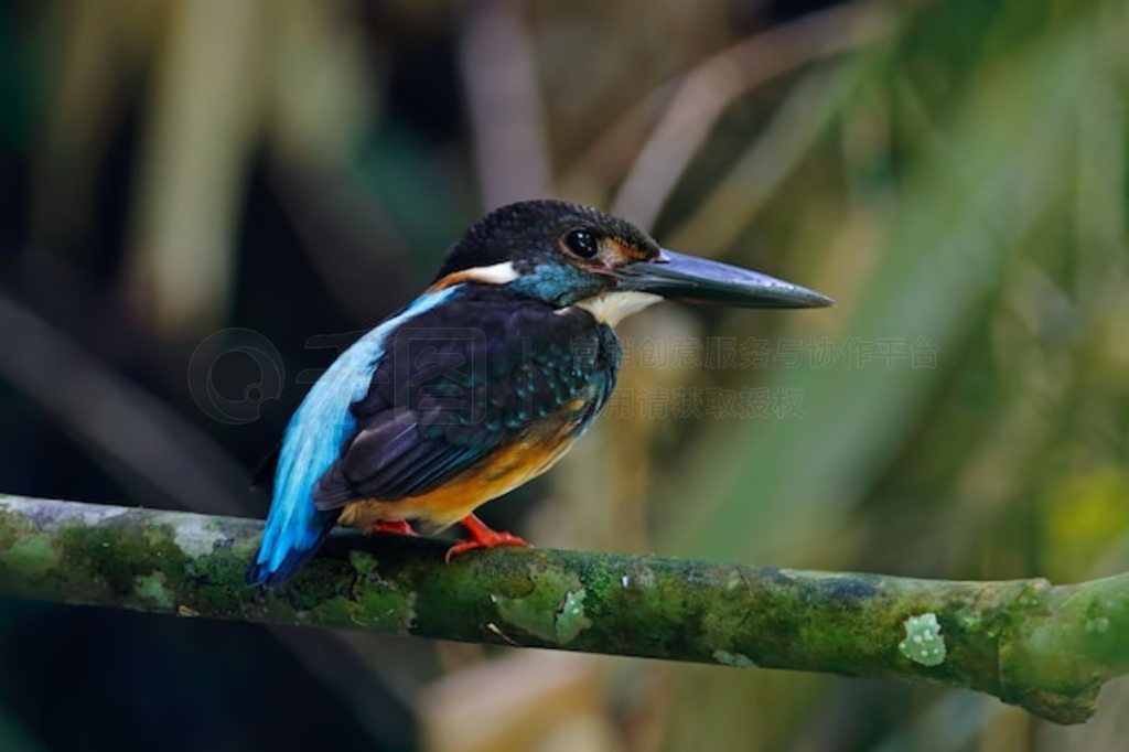  Alcedo euryzona ̩