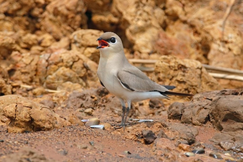 С Pratincole Glareolalactea ̩