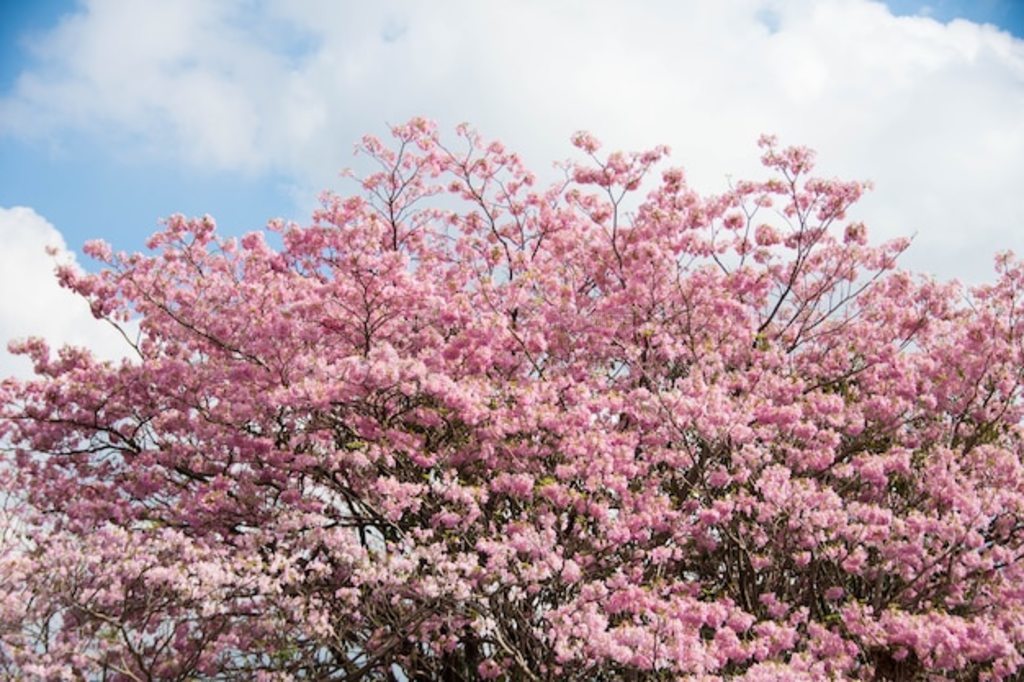 Tabebuia Rosea ۺʢڲݵϡ