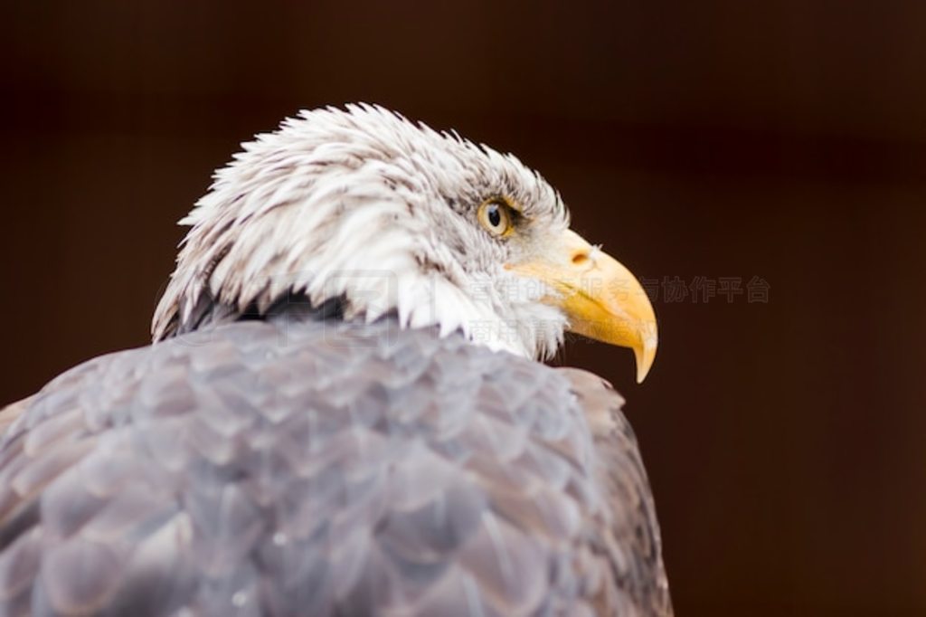 ͺӥ (lat. haliaeetus leucocephalus) Ф