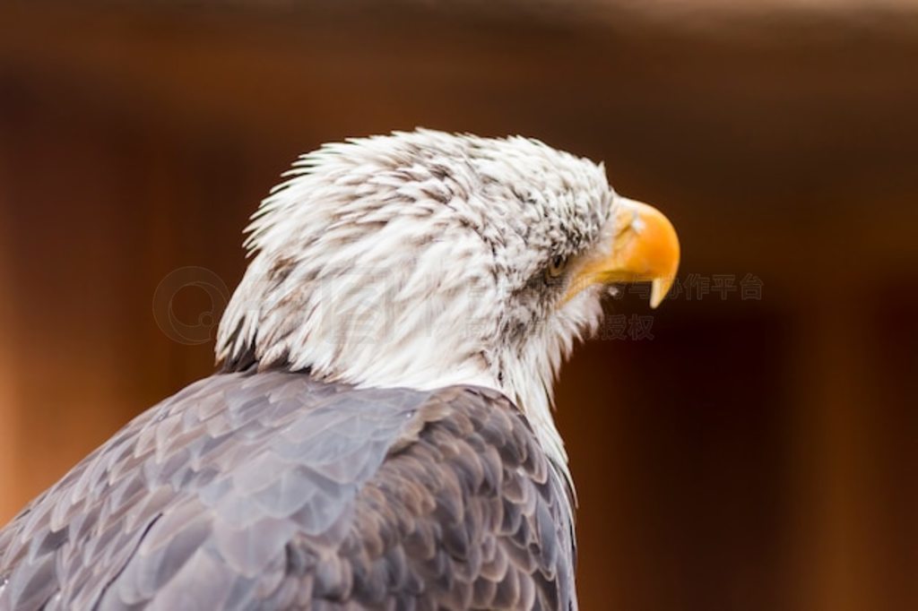 ͺӥ (lat. haliaeetus leucocephalus) Ф