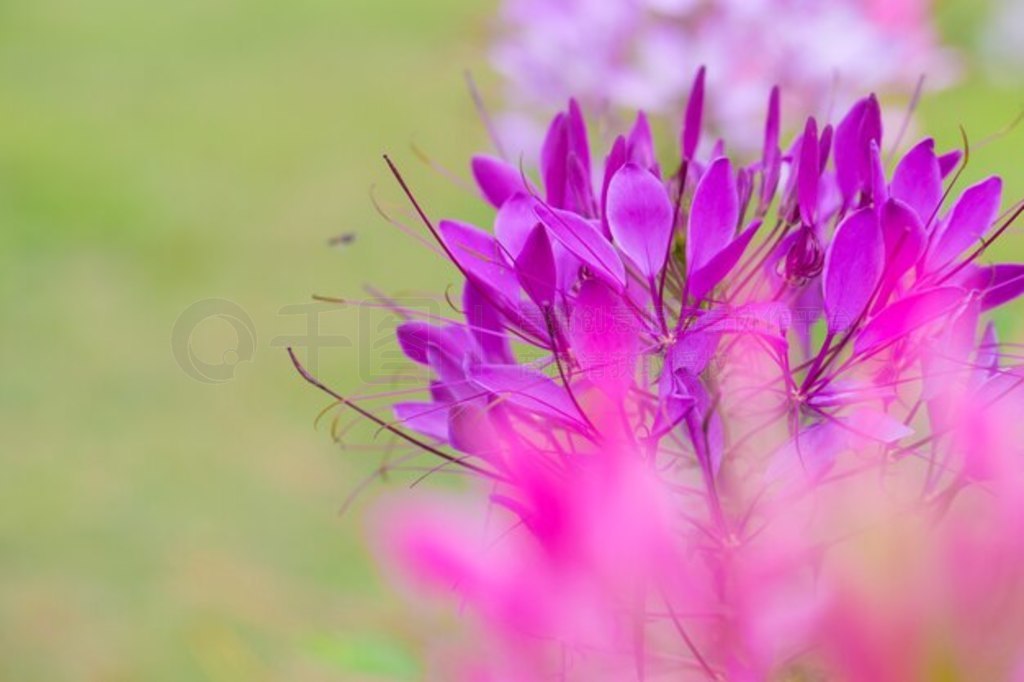 Ļ Cleome hassleriana ֩뻨ϸڻۡ