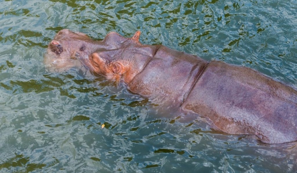  (Hippopotamus Amphibius) һڳϴ衣