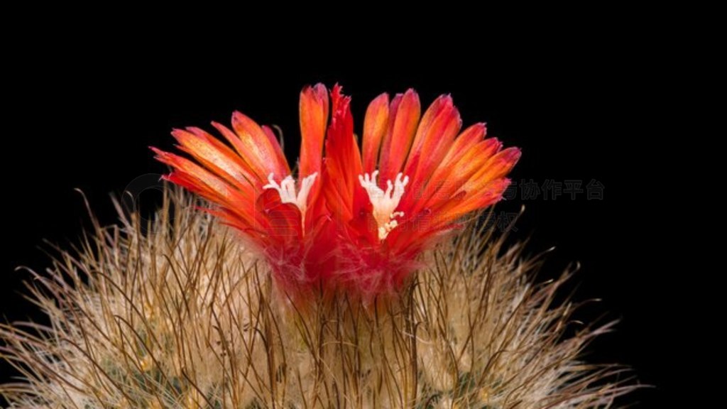 ʢƻ Parodia herzogiana (microsperma)