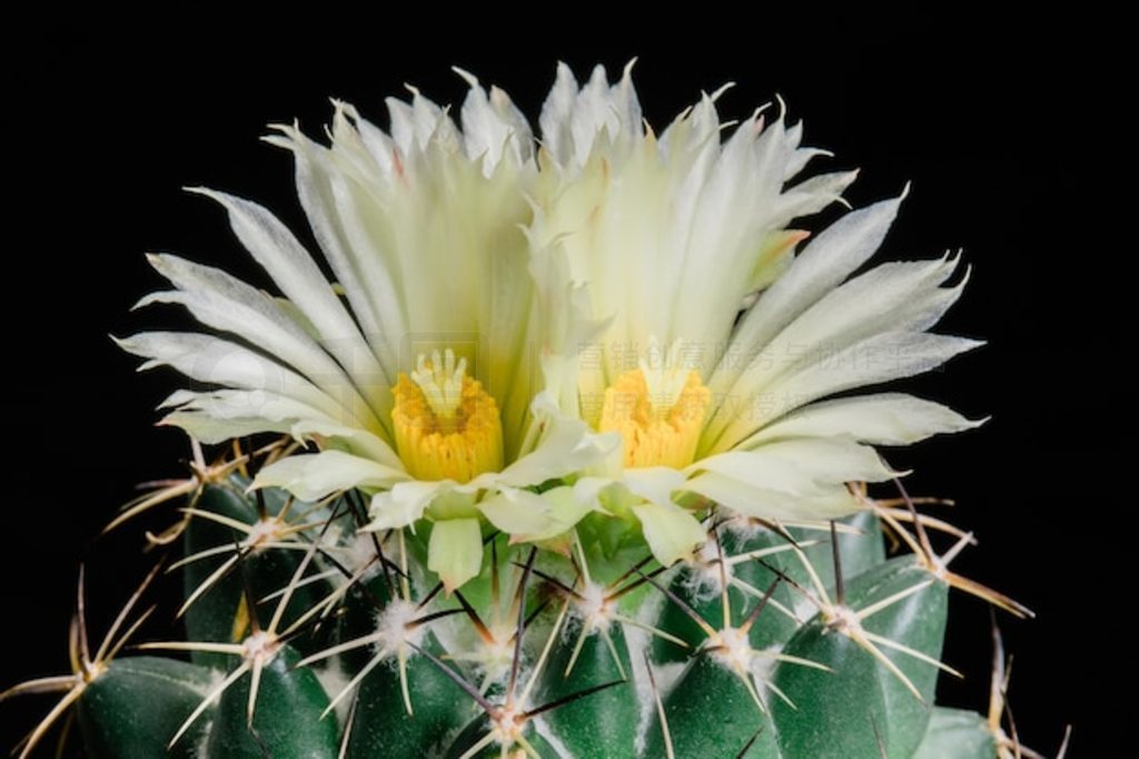 ʢƻ Coryphantha maiz-tablasensis