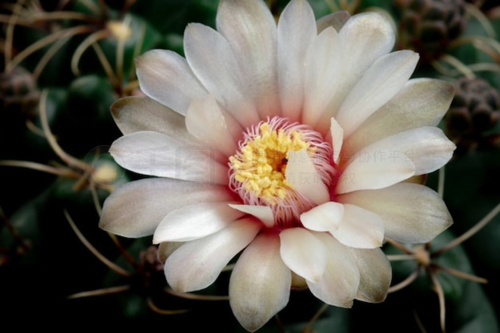 ʢƻ Gymnocalycium ɫ