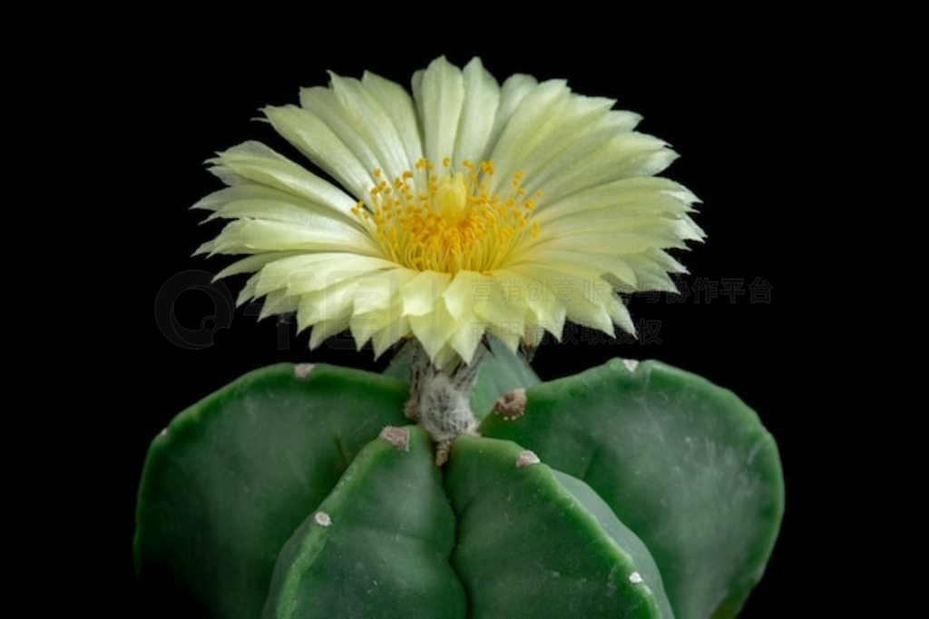 ʢƻ Asastrophytum Myriostigma