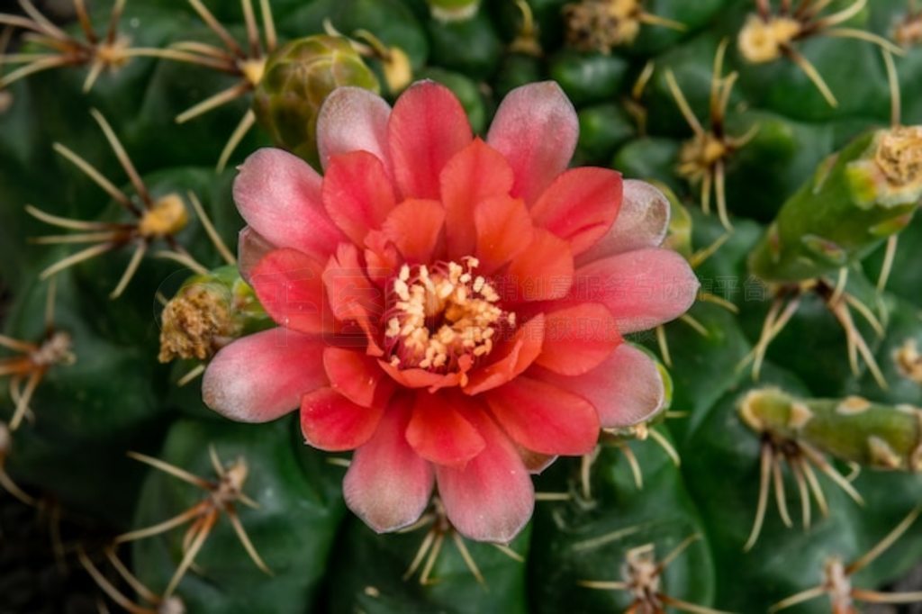 ʢƻ Gymnocalycium ɫ