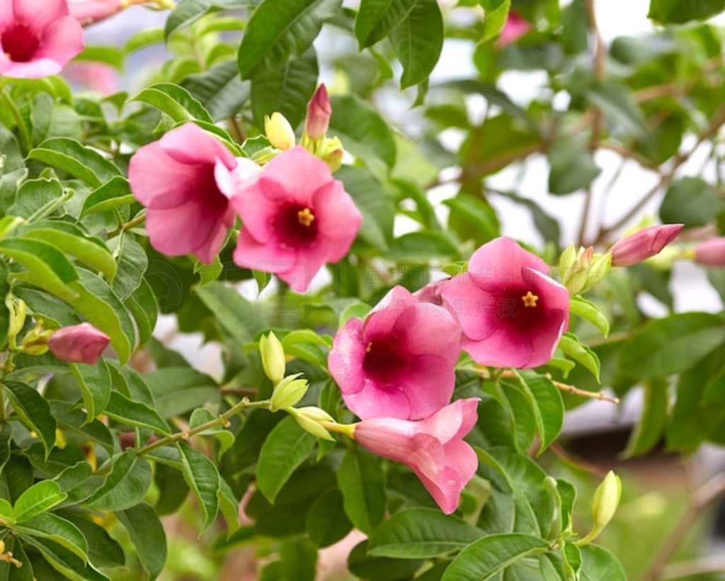 ٿ (Allamanda cathartica) д