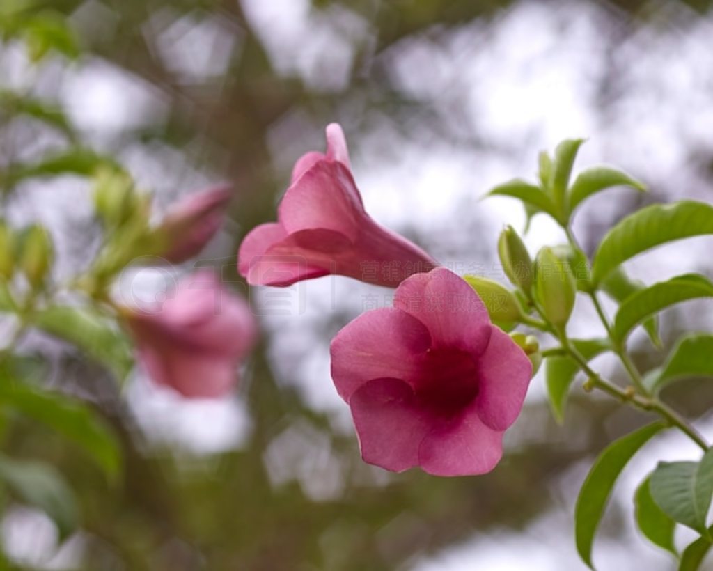 ٿ (Allamanda cathartica) д